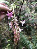 Imagem de Ribes sanguineum var. glutinosum (Benth.) Loud.