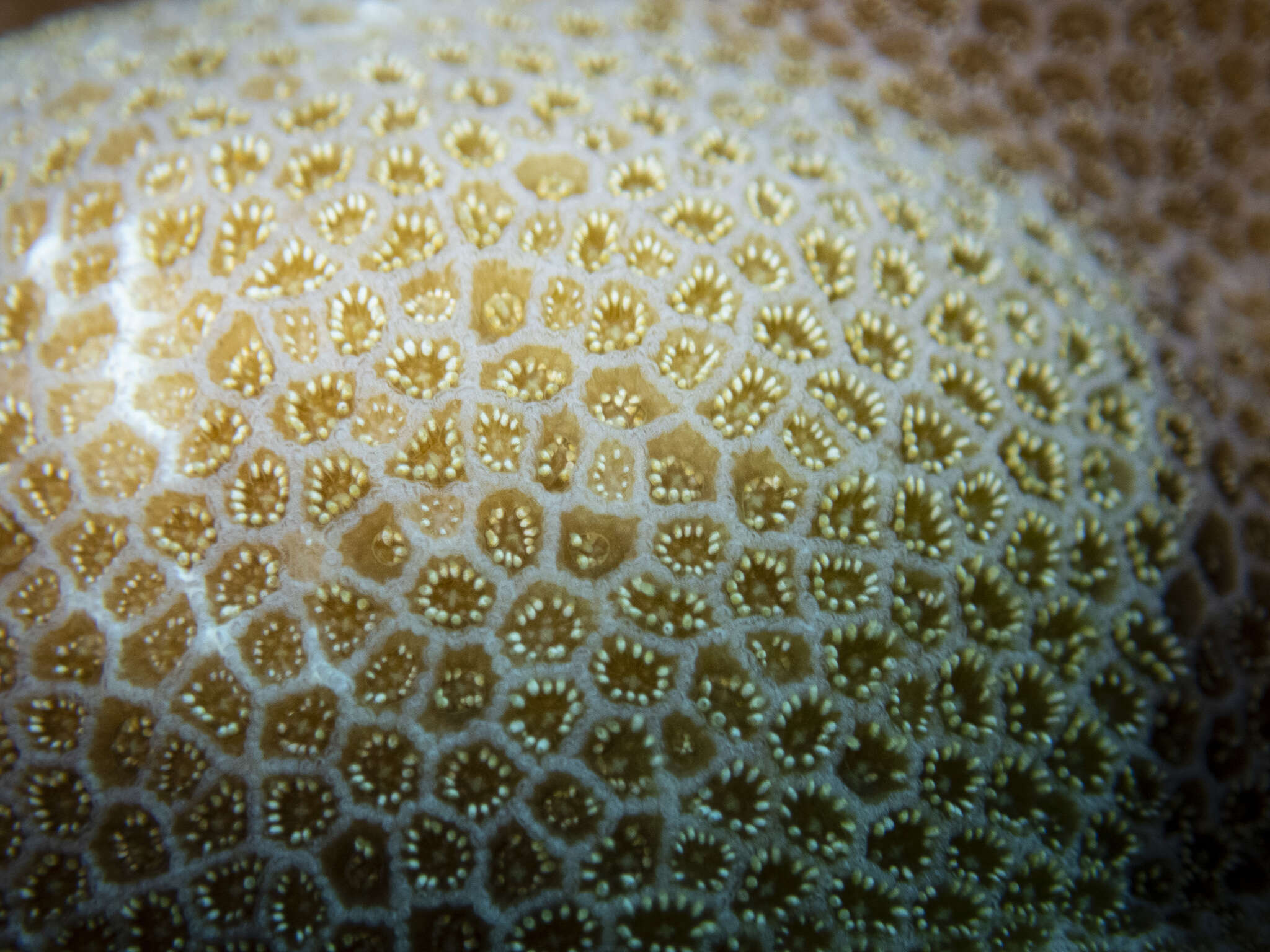 Image of Stony coral