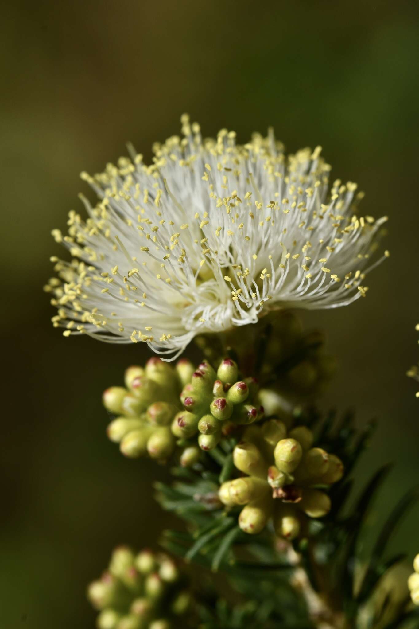 Image of Melaleuca systena L. A. Craven