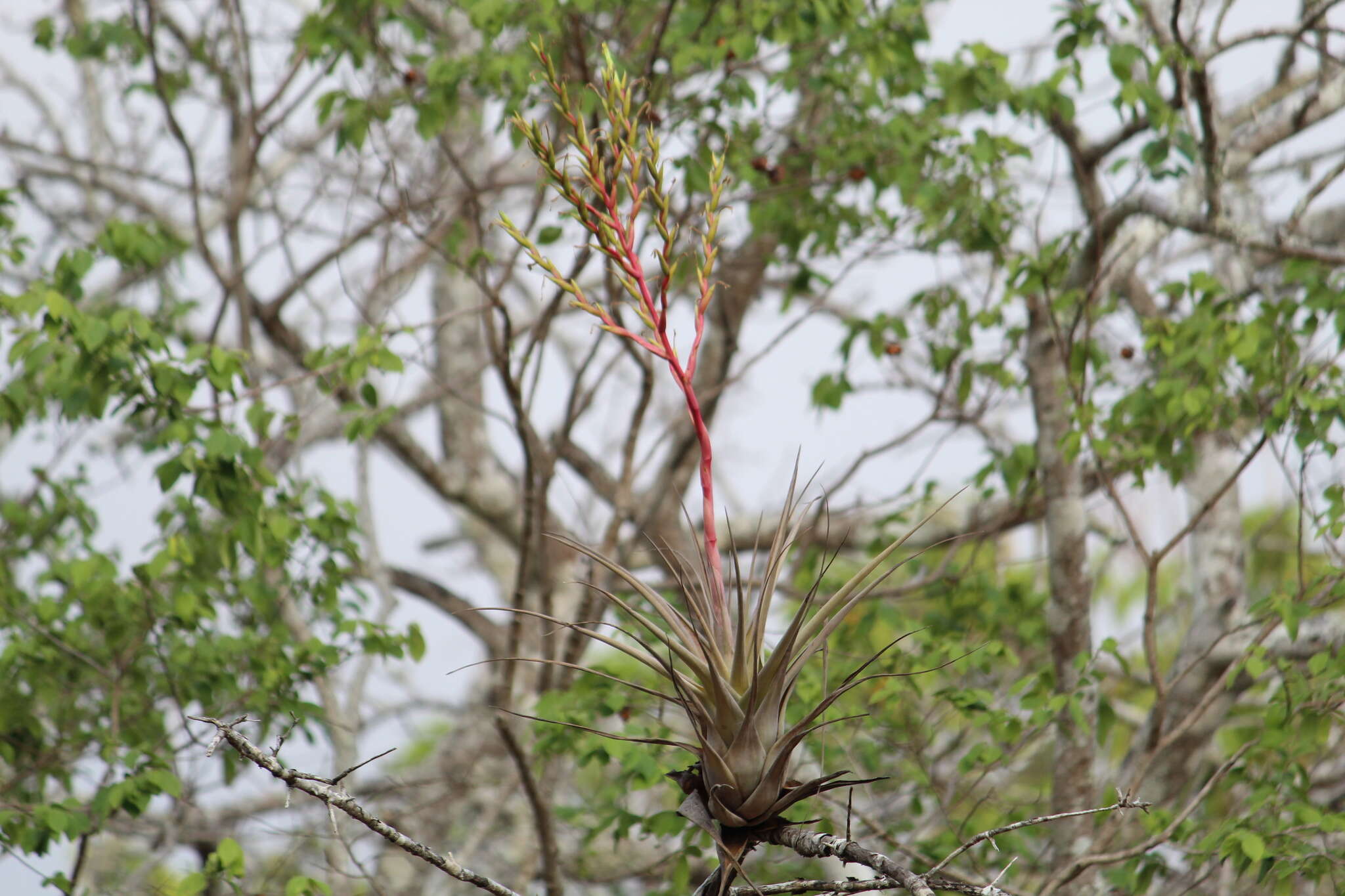 Imagem de Tillandsia makoyana Baker