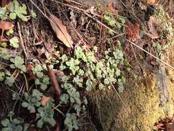 Imagem de Sedum spathulifolium Hook.