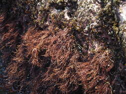 Image of Gelidium amansii