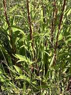 Image of Nevada Goldenrod