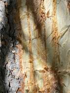 Image of Mountain Pine Beetle