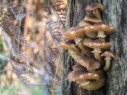 Image of Armillaria luteobubalina Watling & Kile 1978