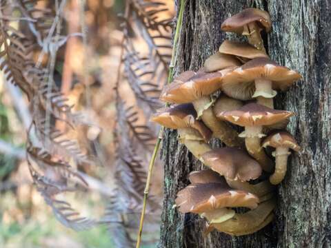 صورة Armillaria luteobubalina Watling & Kile 1978