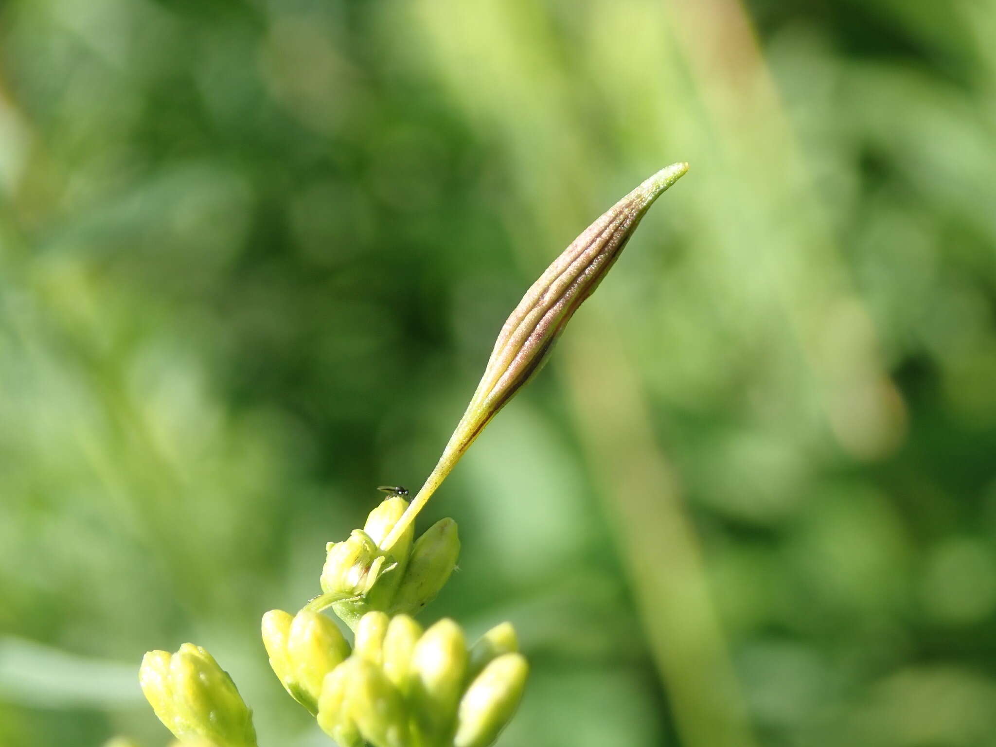 Image of Rhopalomyia pedicellata Felt 1908