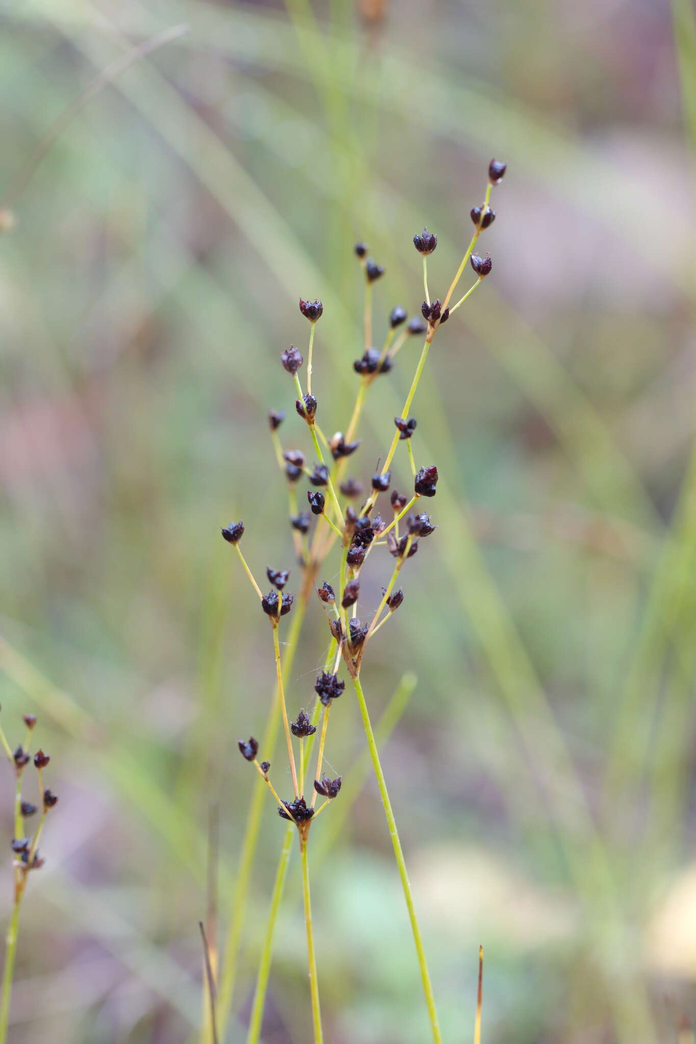 Слика од Juncus alpinoarticulatus Chaix