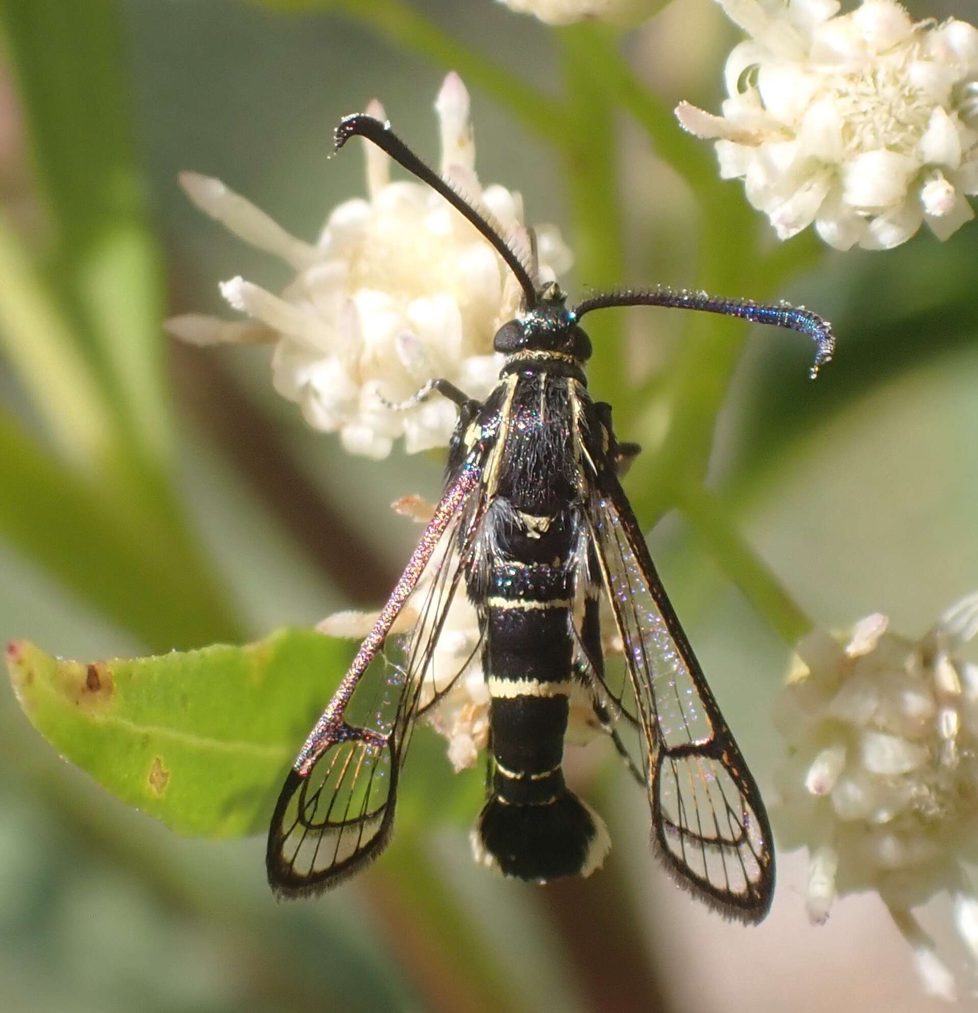 Image of Carmenta tecta Edwards 1882