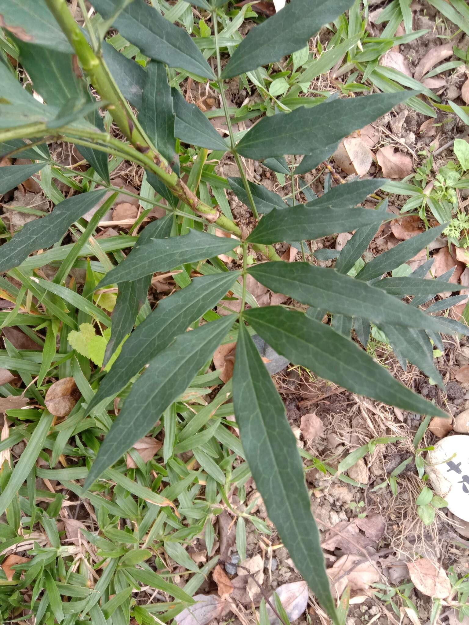 Image of Berberis fortunei Lindl.