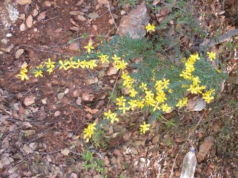 Image of Hypericum thymifolium Banks & Sol.