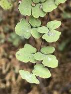 Image of hairy false cloak fern