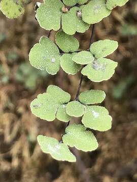 Image of hairy false cloak fern