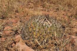 Image of Echinofossulocactus zacatecasensis Britton & Rose