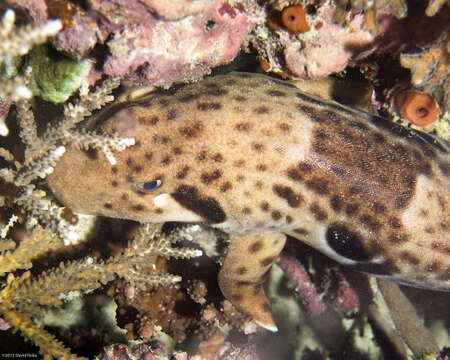 Image of Freycinet's Epaulette Shark