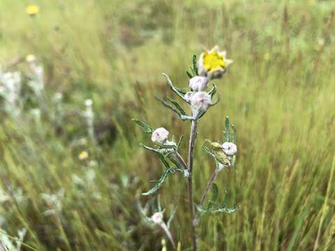 Image of common woolly sunflower