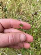 Image of thimble clover