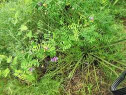 Vicia americana Willd. resmi