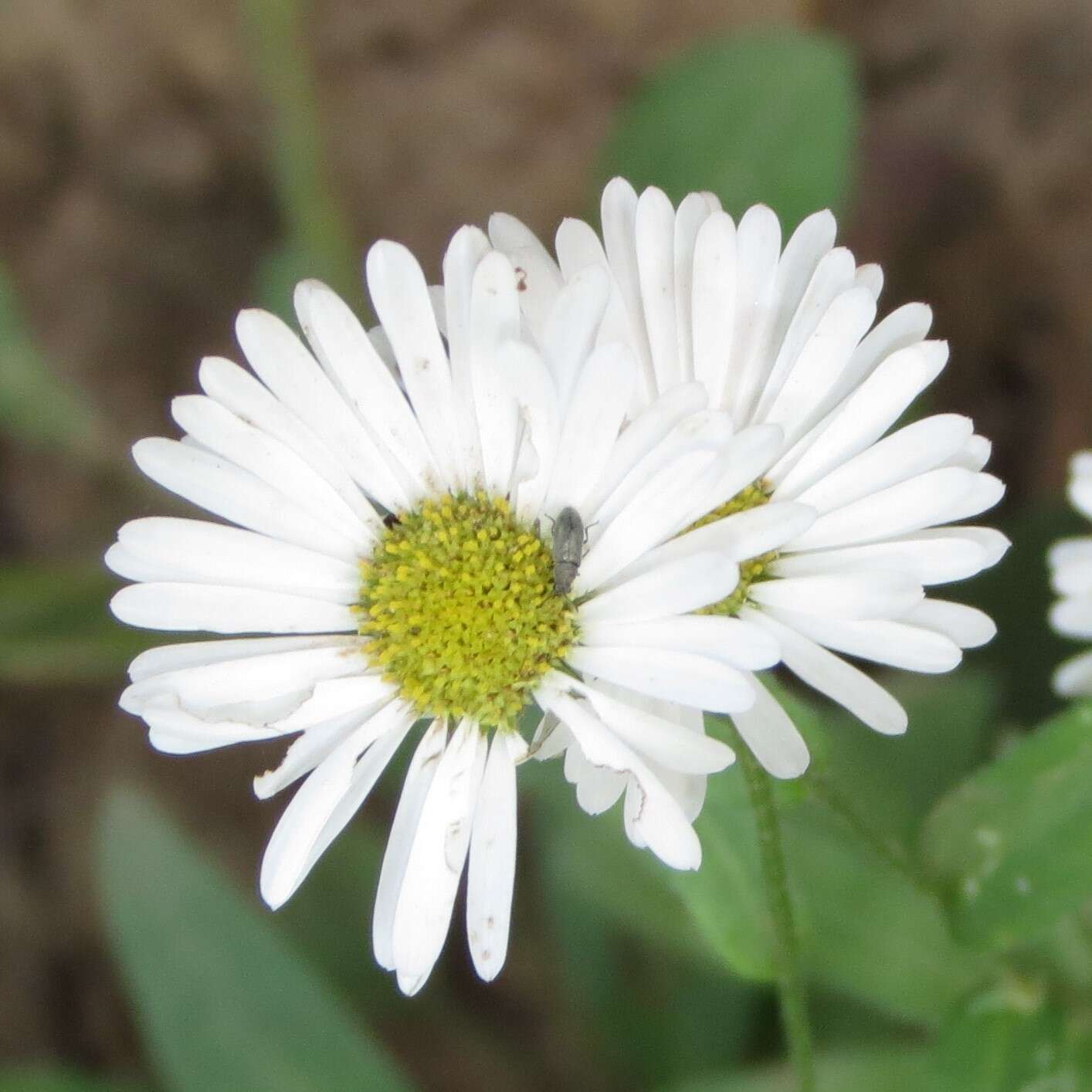 Image de Erigeron arizonicus A. Gray