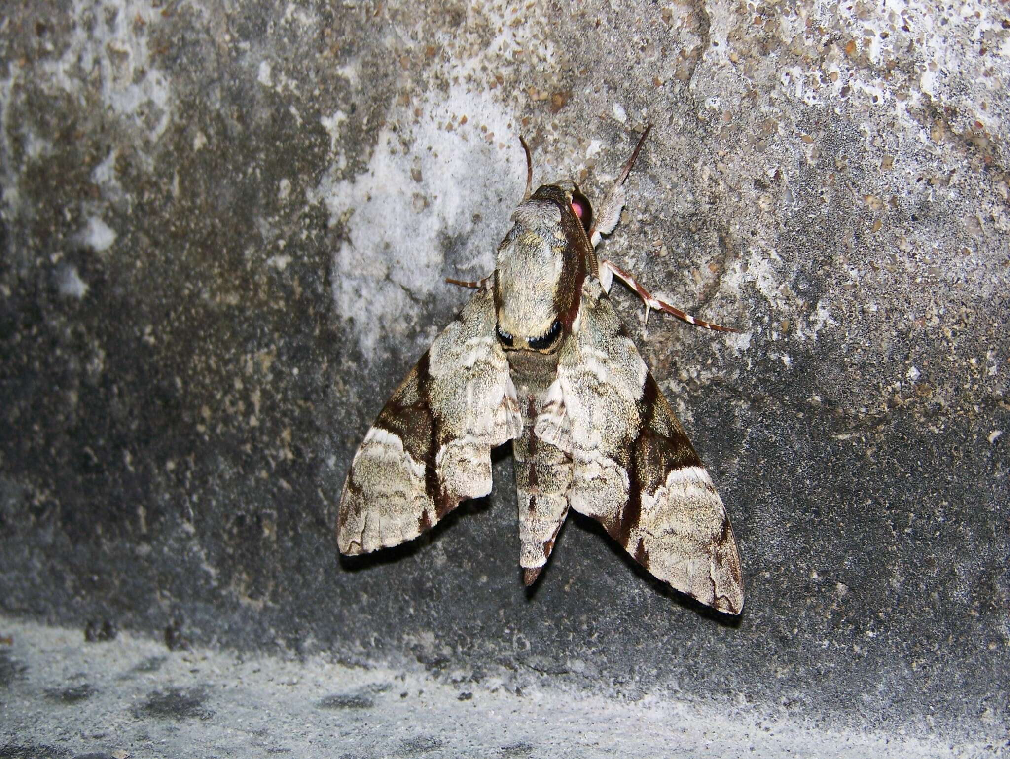 Image of Megacorma obliqua (Walker 1856)