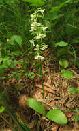 Image of Platanthera densa Freyn