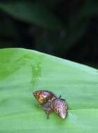 Image of <i>Auriculella diaphana</i>