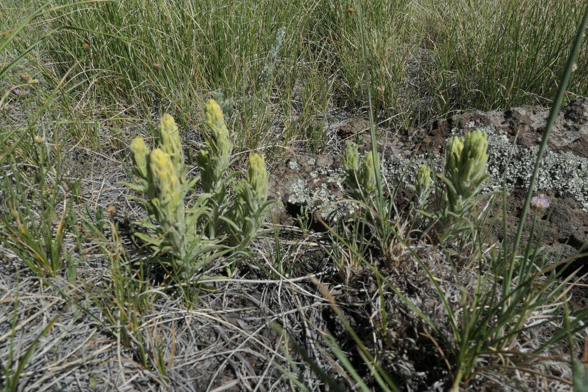 Image of Marsh-Meadow Indian-Paintbrush