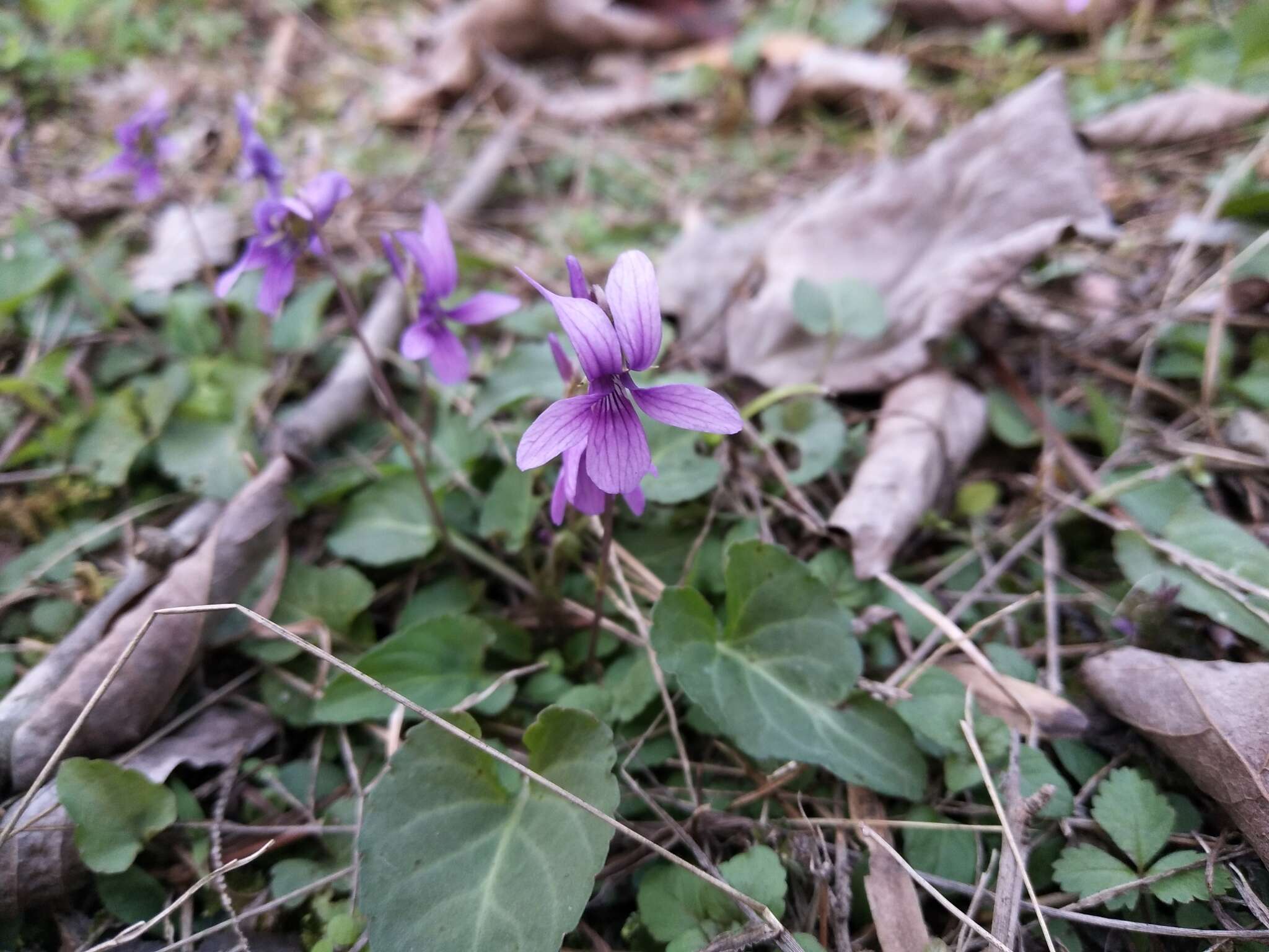 Image of Viola philippica Cav.