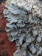 Image of forest speckleback lichen