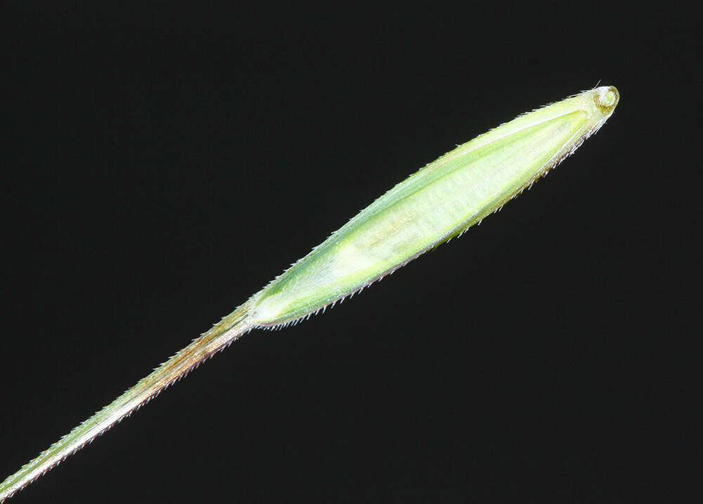 Слика од Elymus gmelinii (Trin.) Tzvelev