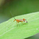 Image of Panorpa isolata Carpenter 1931