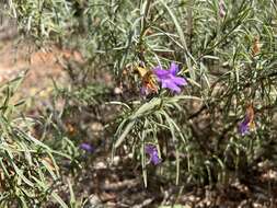 Imagem de Eremophila gilesii F Muell.