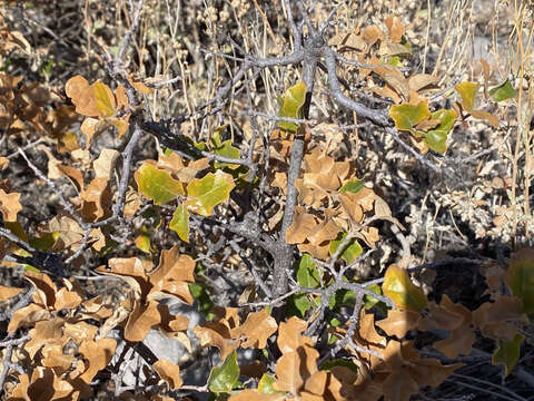 Image of Pungent Oak