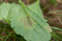 Plancia ëd Peronospora agrestis