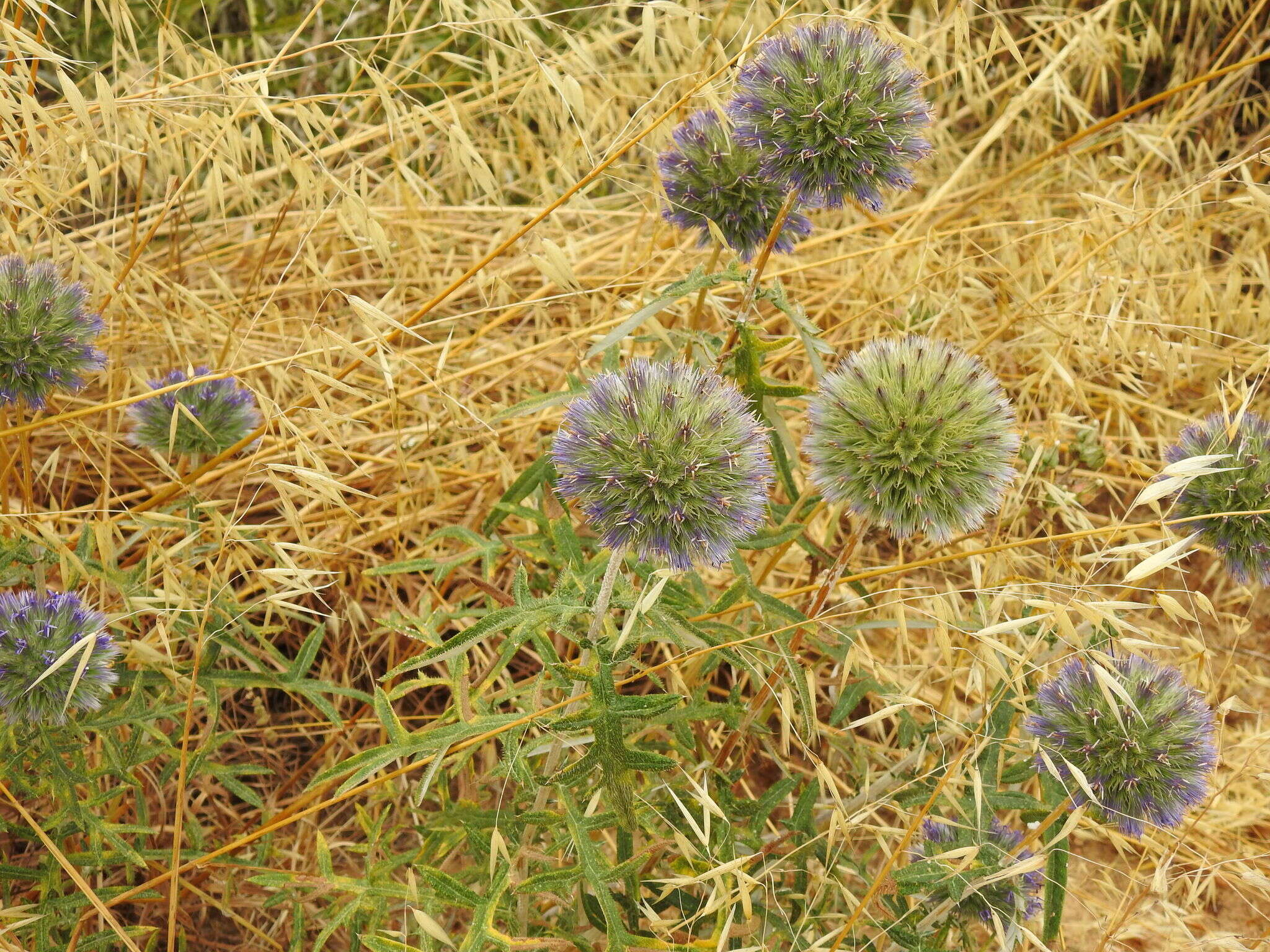 Image of Echinops strigosus L.