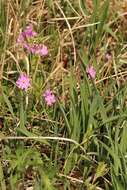 Image of Siberian Primrose