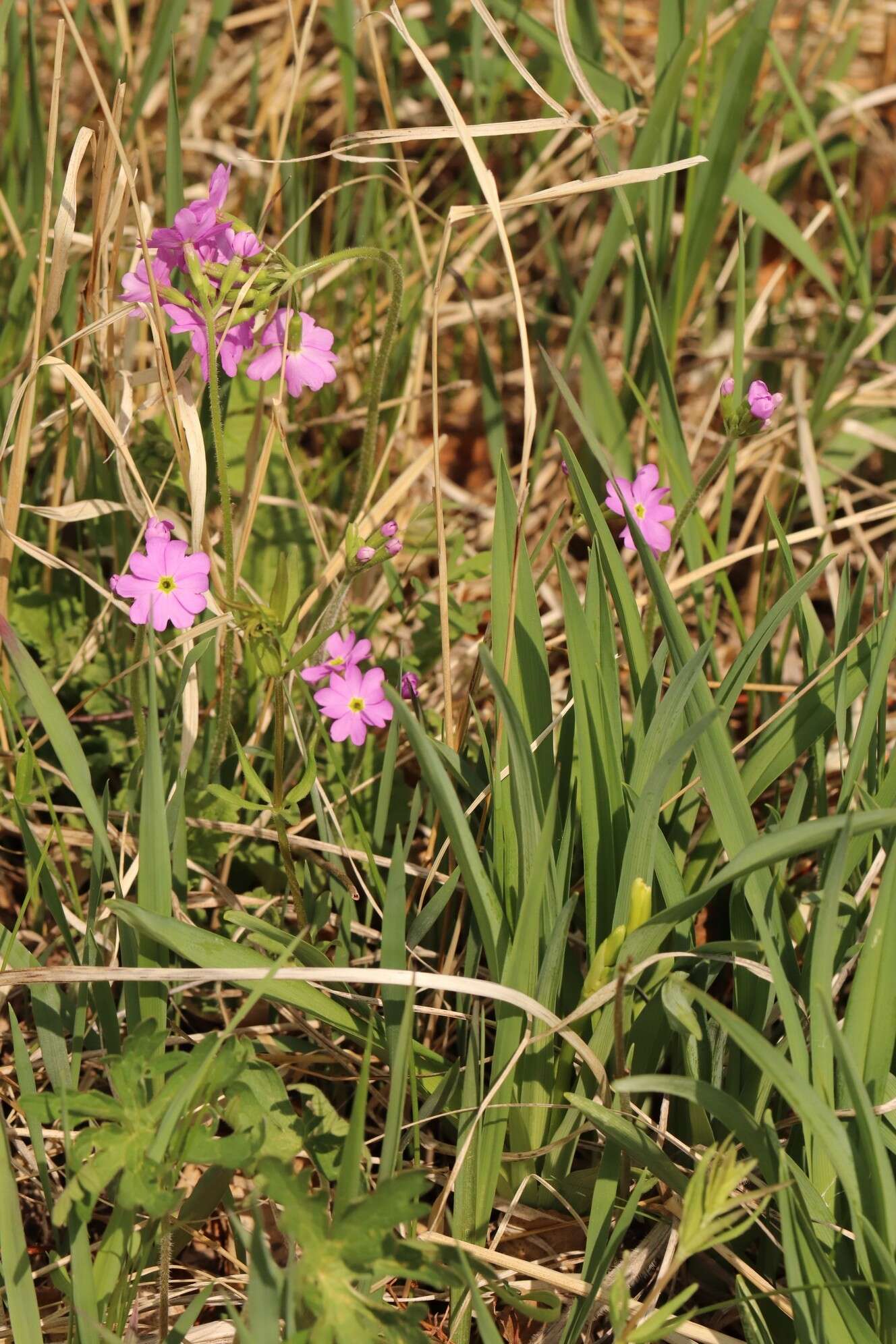 Image of Siberian Primrose