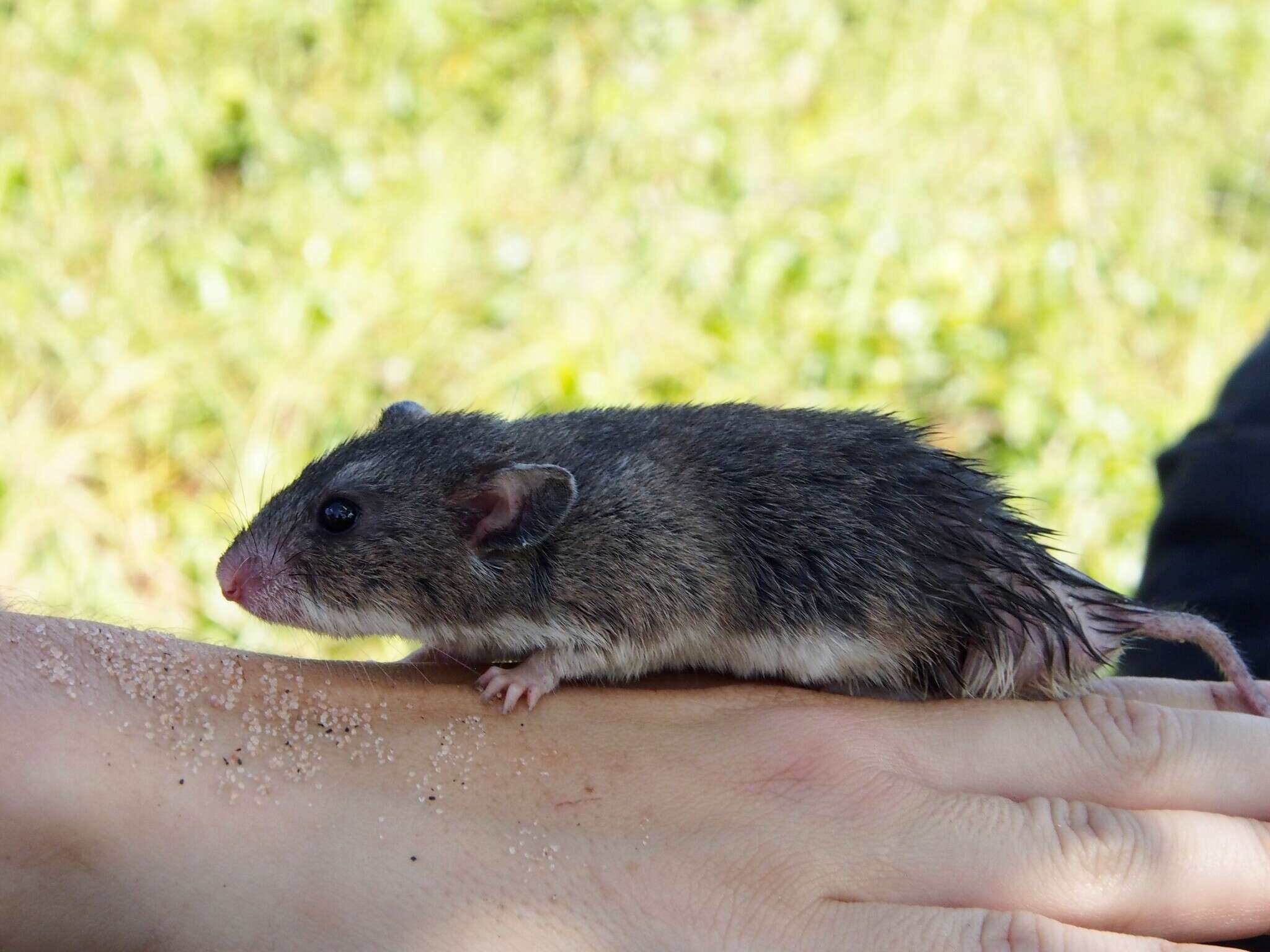 Image of Pouched Mice