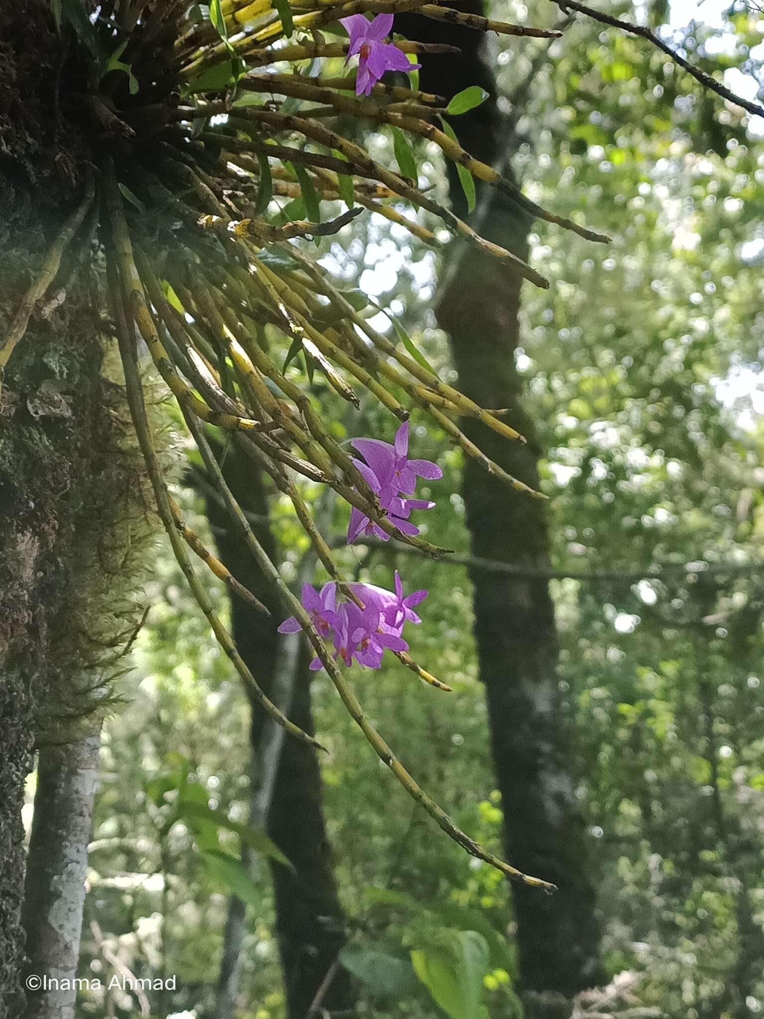 Imagem de Dendrobium hasseltii (Blume) Lindl.