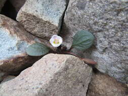 Claytonia umbellata S. Wats. resmi