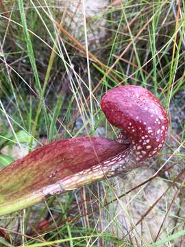 Image of parrot pitcherplant