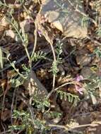 Sivun Astragalus gracilis Nutt. kuva