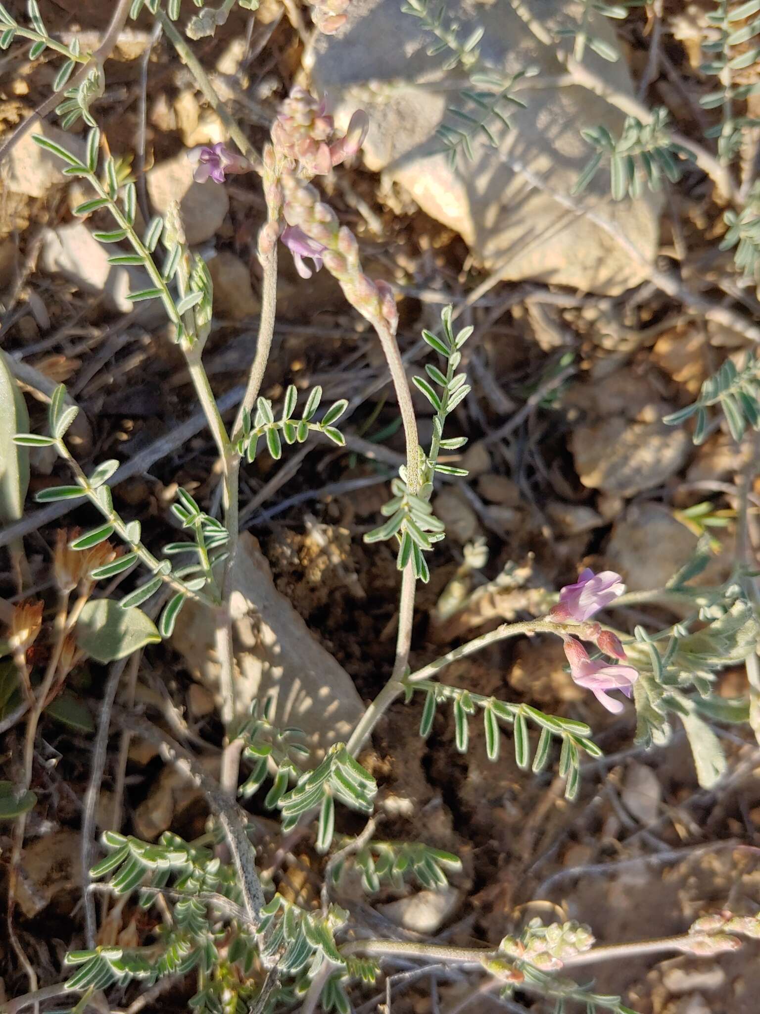 Imagem de Astragalus gracilis Nutt.