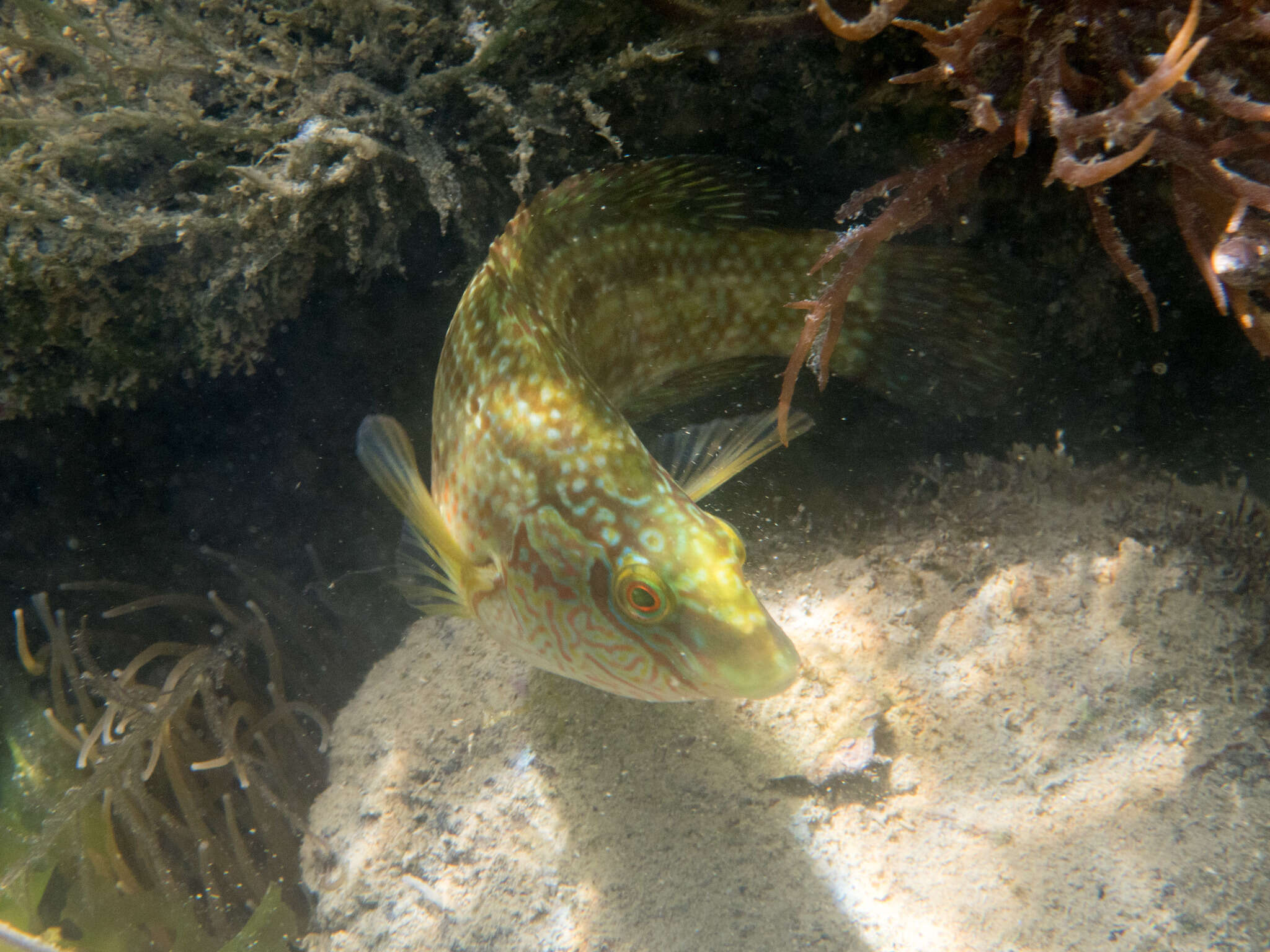 Image of Corkwing Wrasse