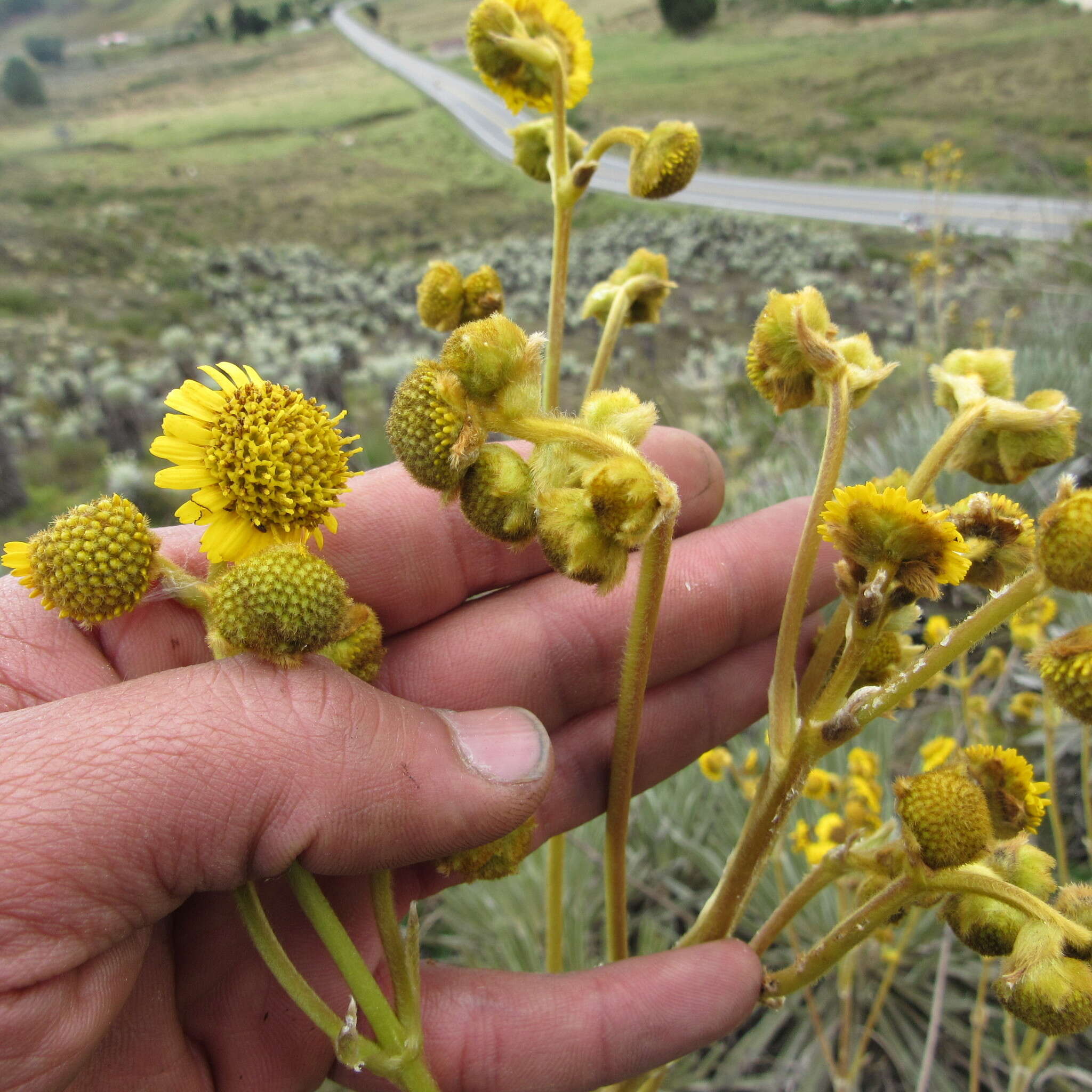 Слика од Espeletia boyacensis Cuatrec.