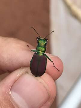 Imagem de Cicindela (Cicindela) splendida Hentz 1830