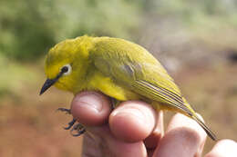 Zosterops stenocricotus Reichenow 1892 resmi