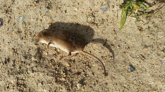 Image of jersey shrew, french shrew, millets shrew