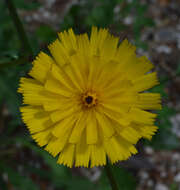 Picris hieracioides subsp. umbellata (Schrank) Ces. resmi