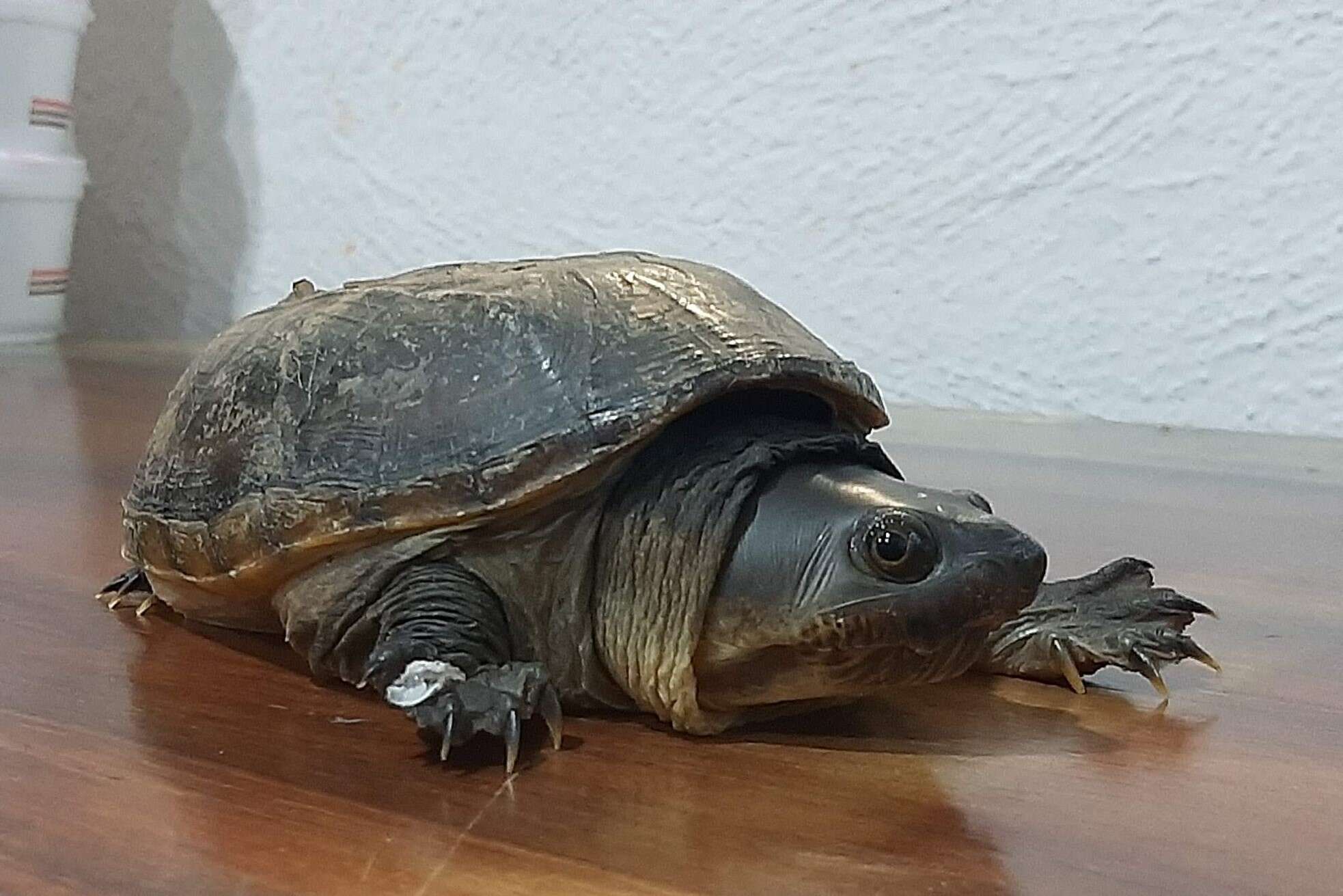 Image of narrow-bridged musk turtle